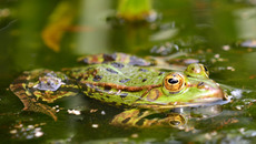 Teichfrosch (3).jpg